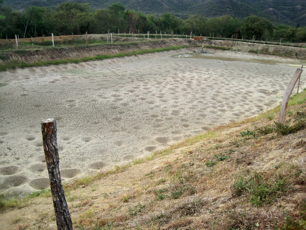 Tilapia Farm in Colombia Aquaculture