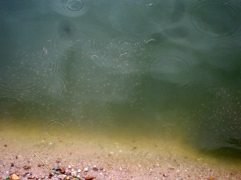 Tilapia Farm in Colombia Aquaculture
