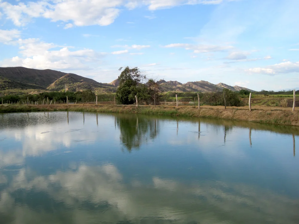 Tilapia Farm in Colombia Aquaculture