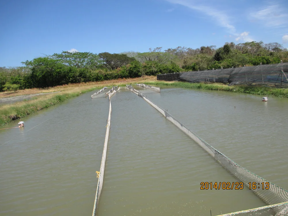 Shrimp Farming in Costa Rica