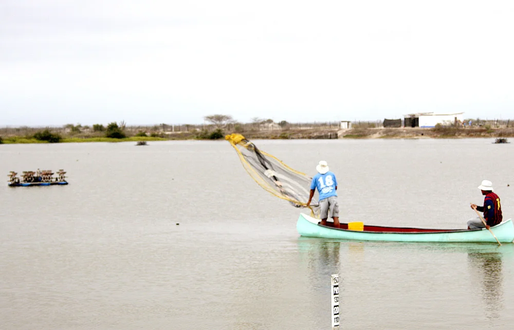 Shrimp Farming in Peru