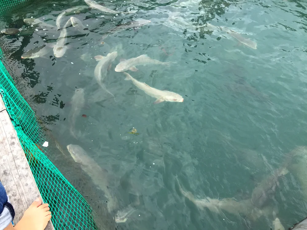Cage Culture in Vietnam. Cobia raised on FeedTreat
