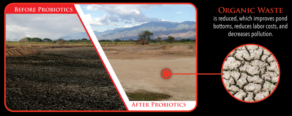 Organic waste before and after