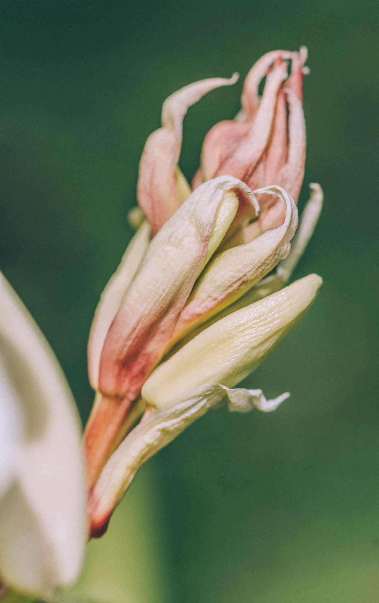 SPANISH DAGGER — ROOT FOR NATURE