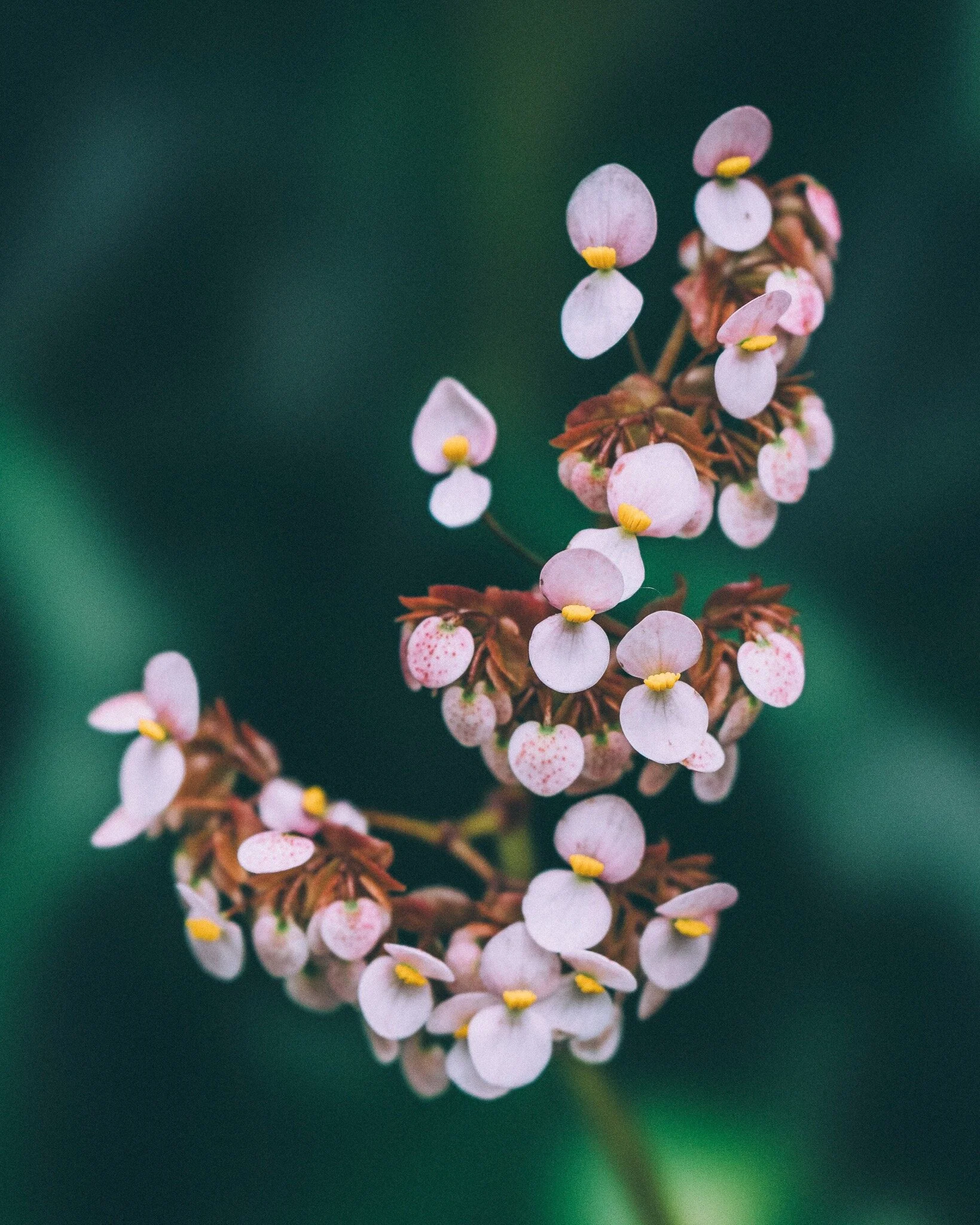 BEGONIA INTRODUCTION — ROOT FOR NATURE