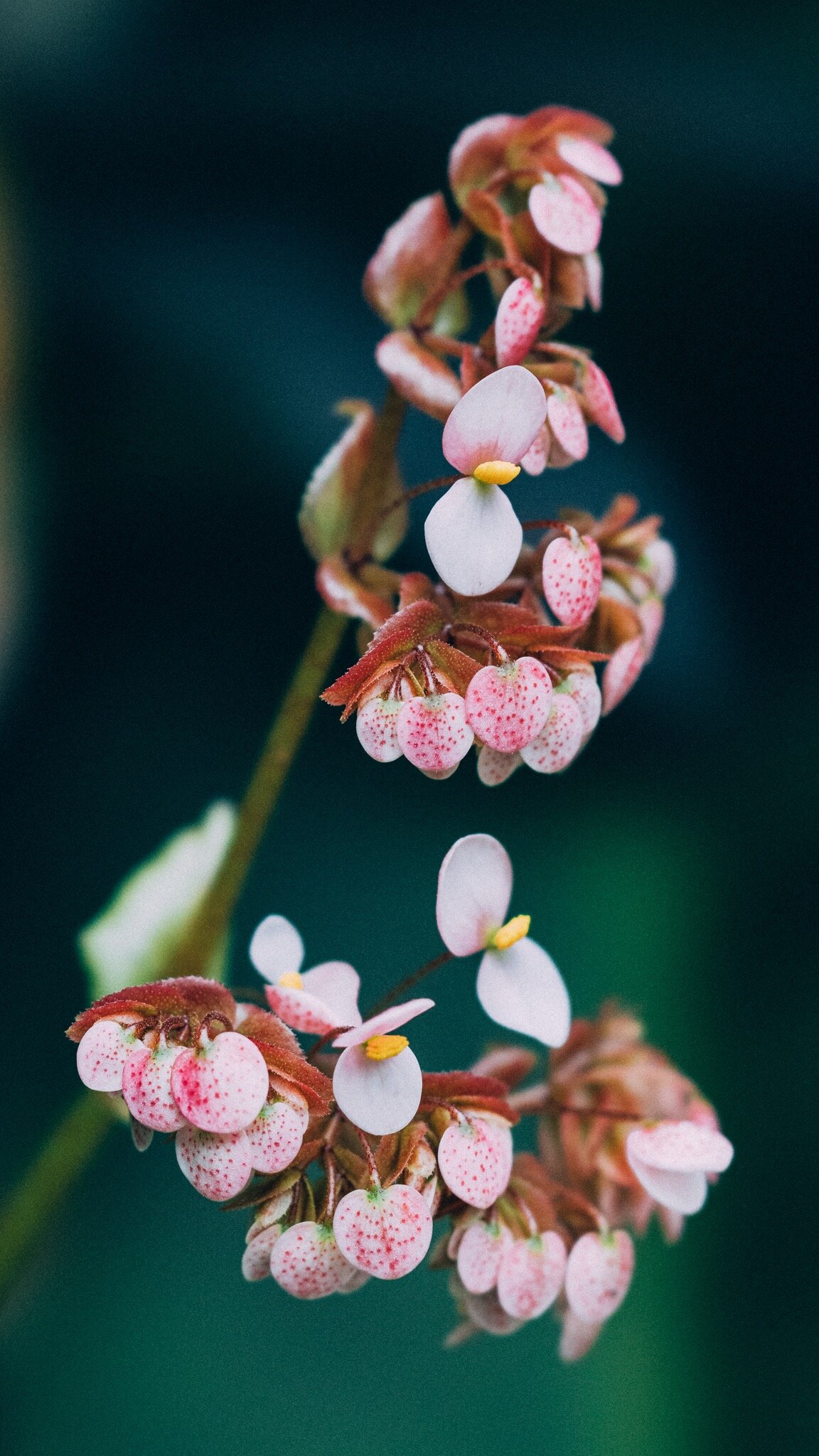 BEGONIA INTRODUCTION — ROOT FOR NATURE