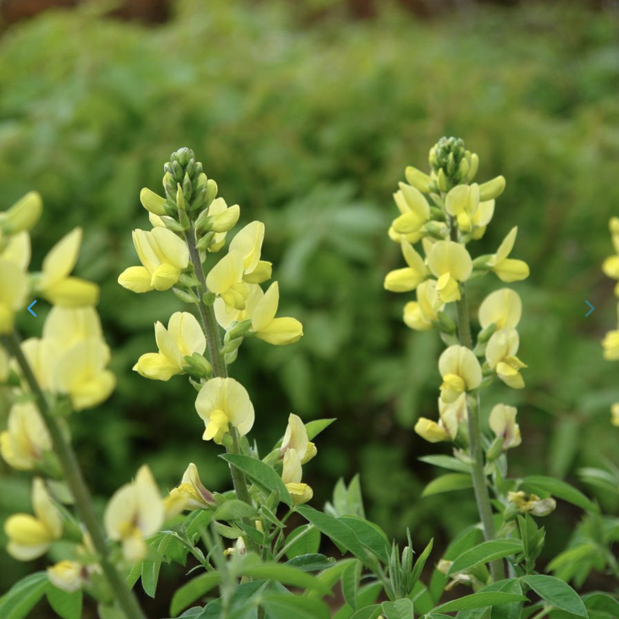 Thermopsis villosa - Carolina Lupine.png