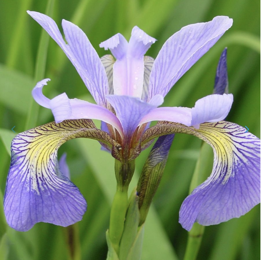 Iris versicolor - Blueflag.png