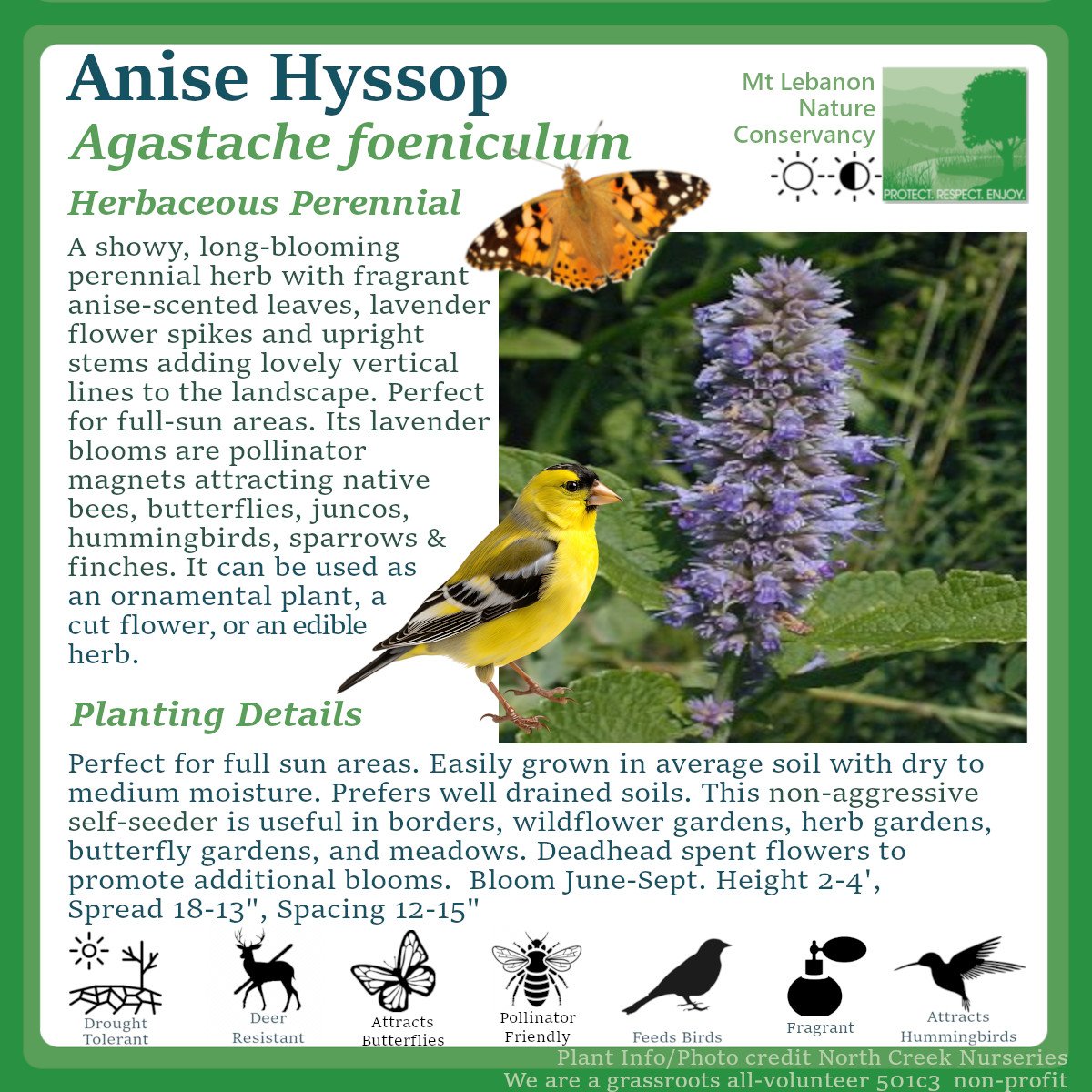 AniseHyssop_AgastacheFoeniculum.jpg