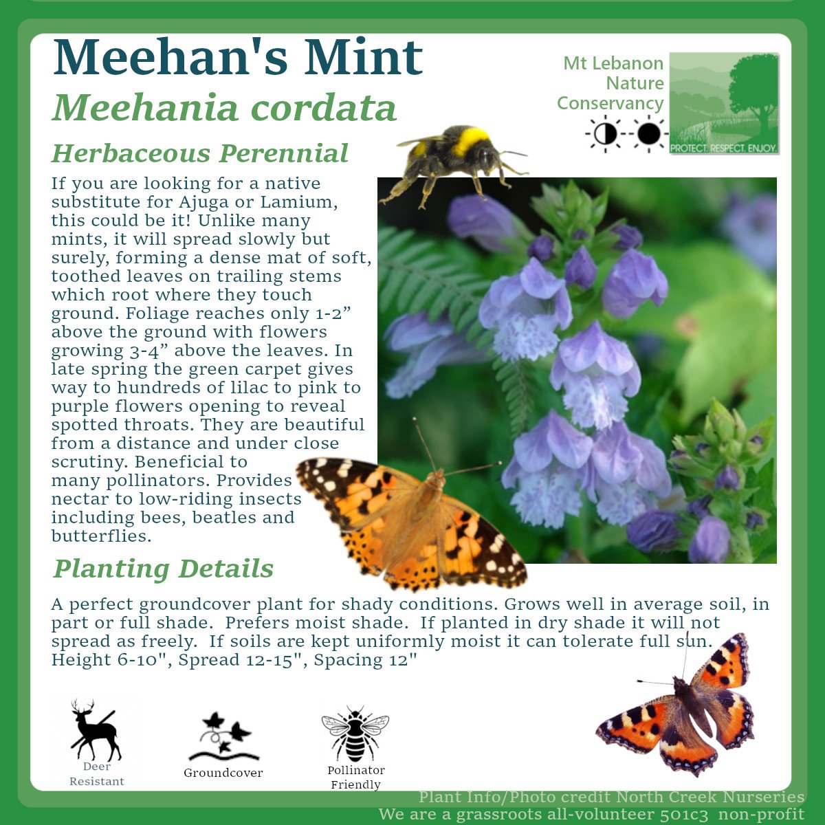 MeehansMint_Meehania cordata.jpg