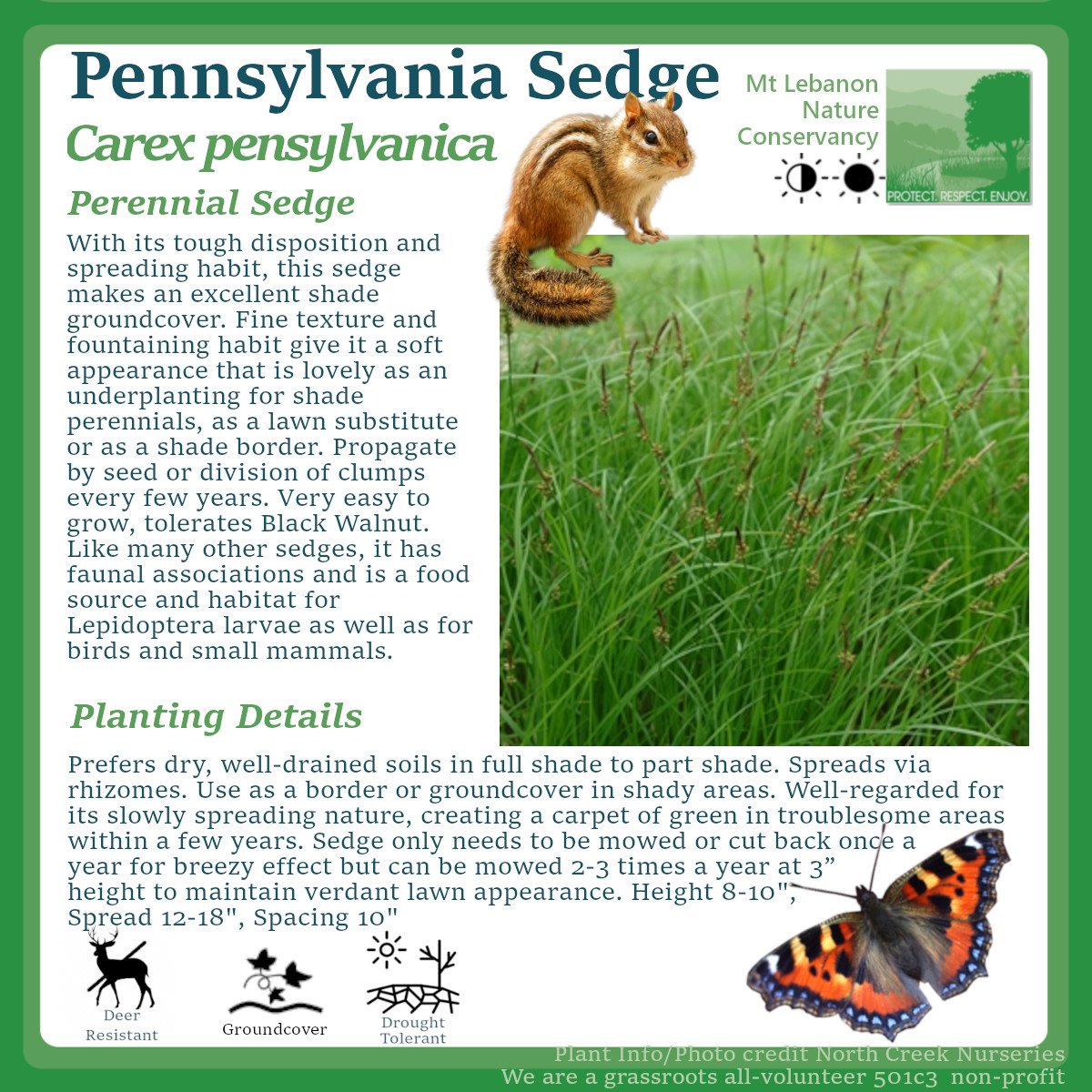 PennsylvaniaSedge_Carex pensylvanica.jpg