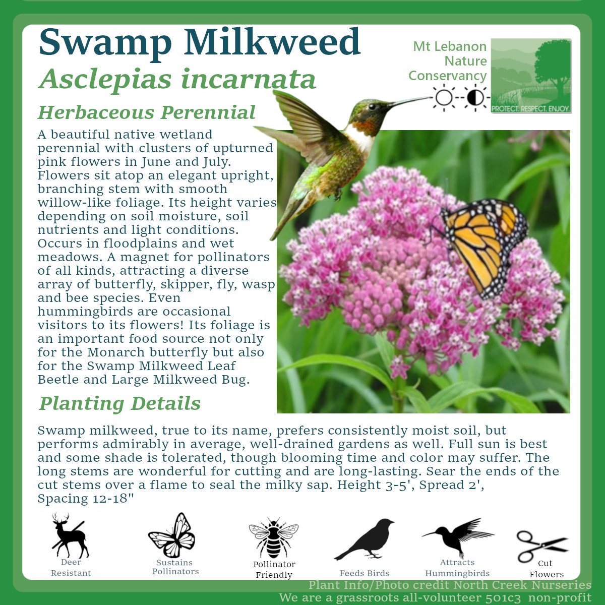 SwampMilkweed_Asclepias incarnata.jpg