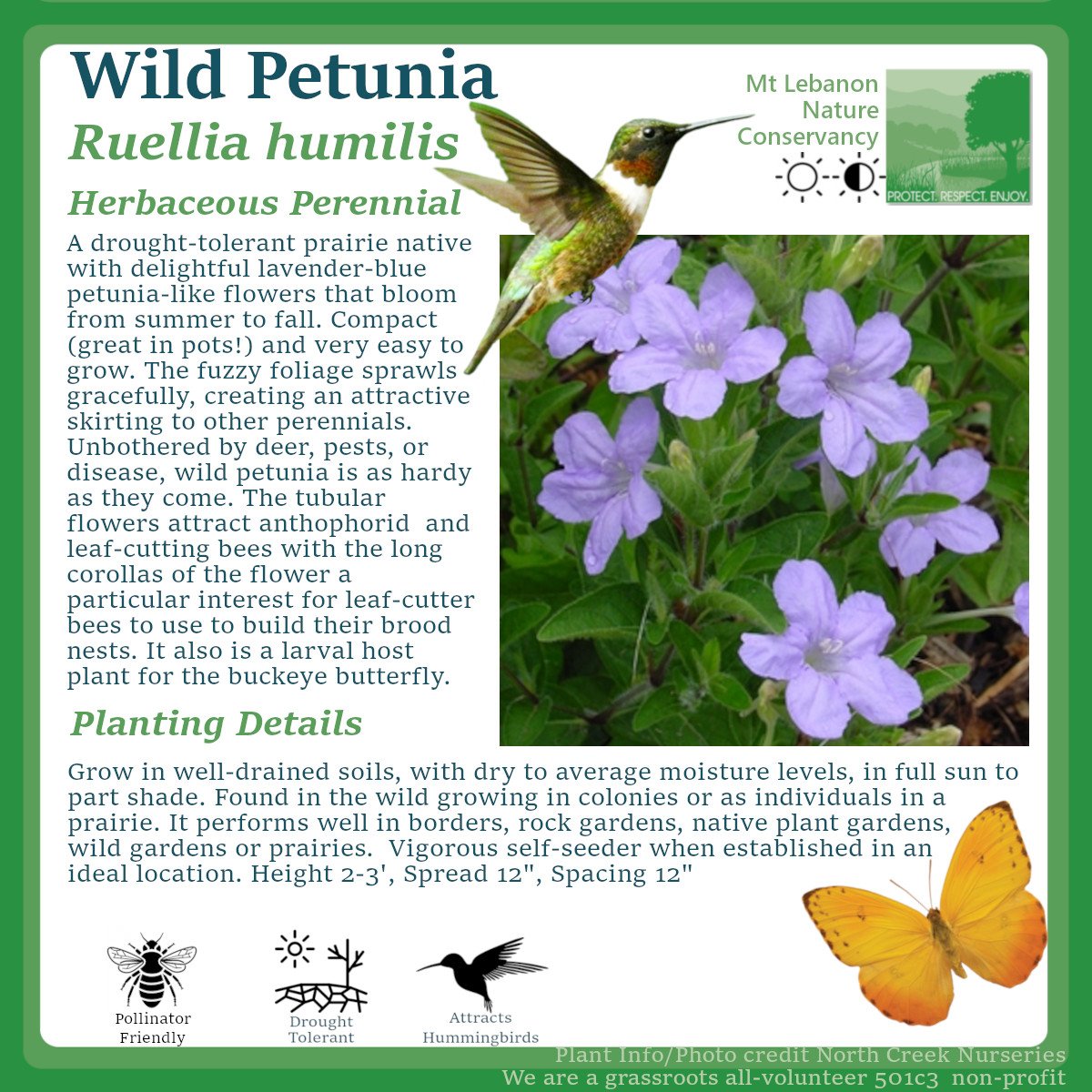 WildPetunia_Ruellia humilis.jpg