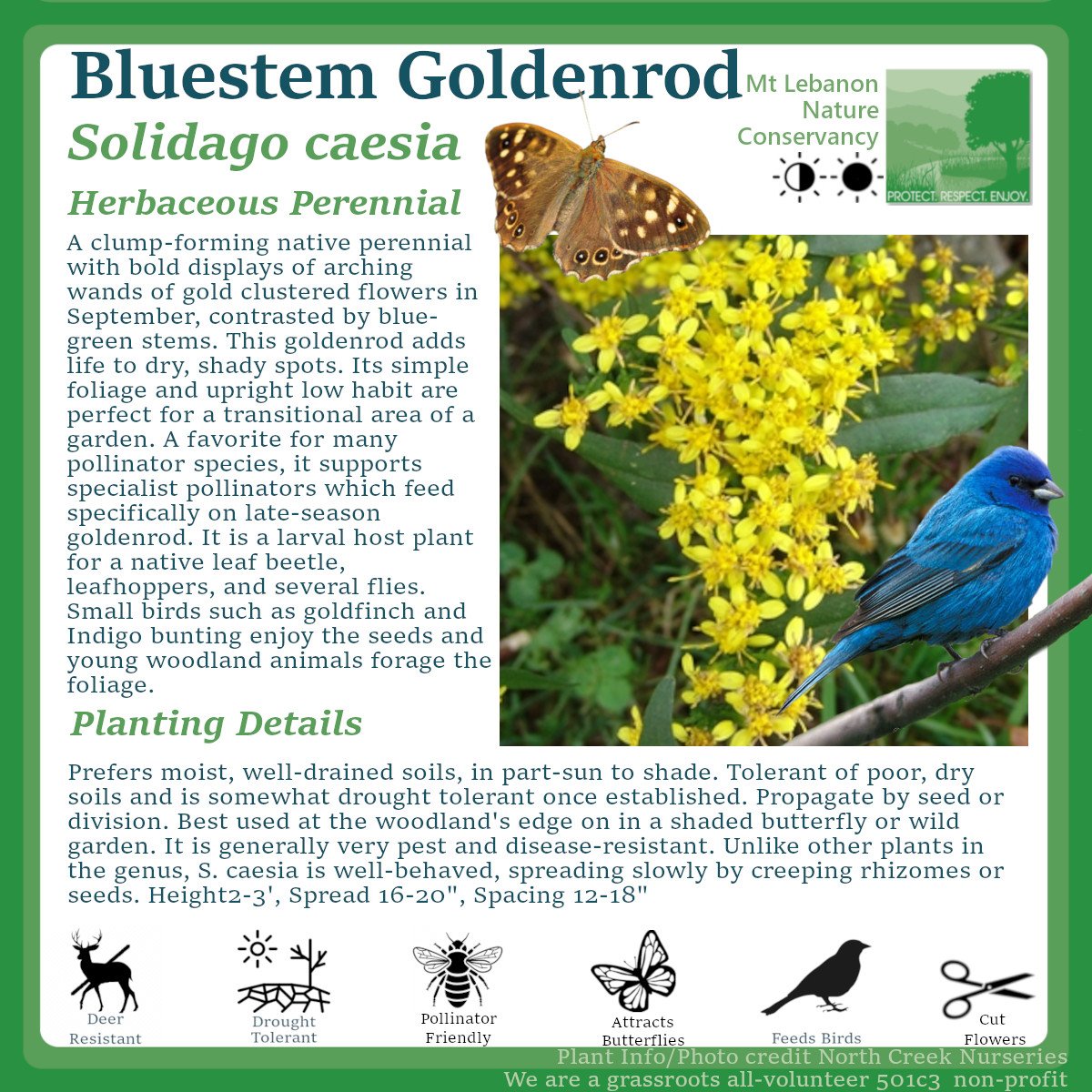 BluestemGoldenrod_Solidago caesia.jpg