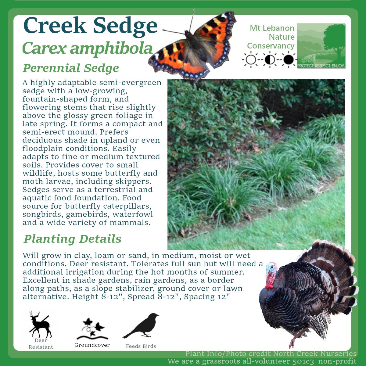 CreekSedge_Carex amphibola.jpg
