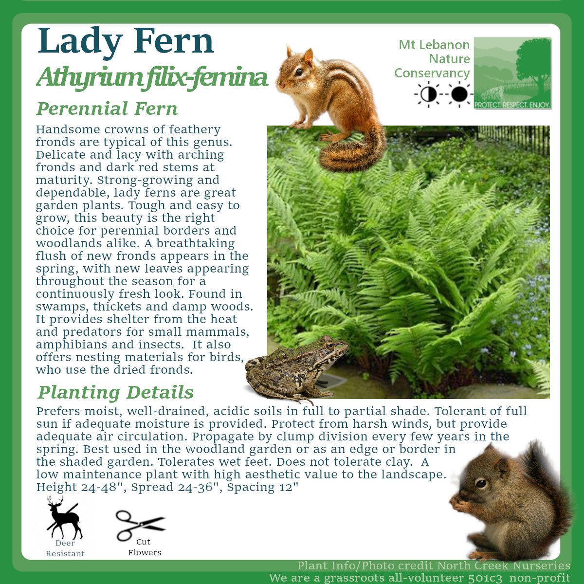 LadyFern_Athyrium filix-femina.jpg