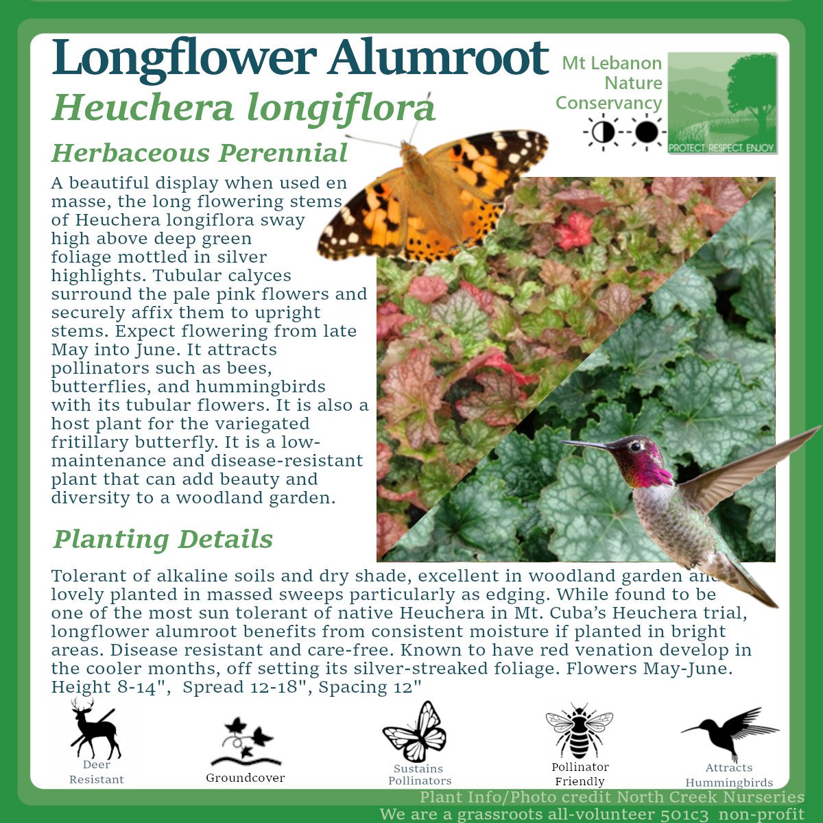 LongflowerAlumroot_Heuchera longiflora.jpg