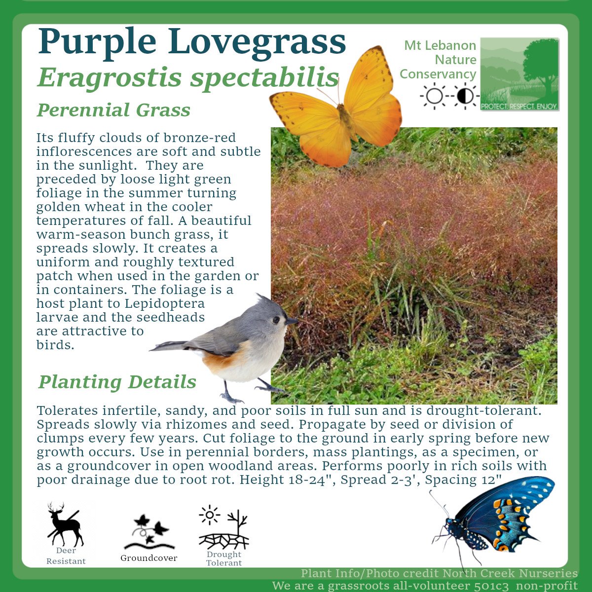 PurpleLovegrass_Eragrostis spectabilis.jpg