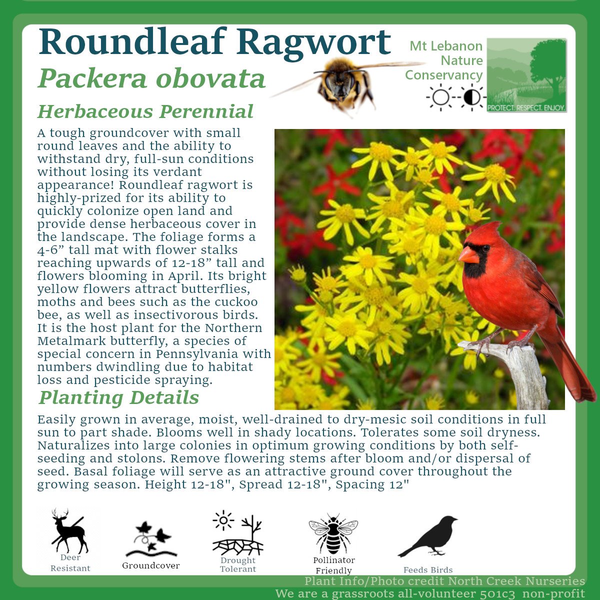 RoundleafRagwort_Packera obovata.jpg