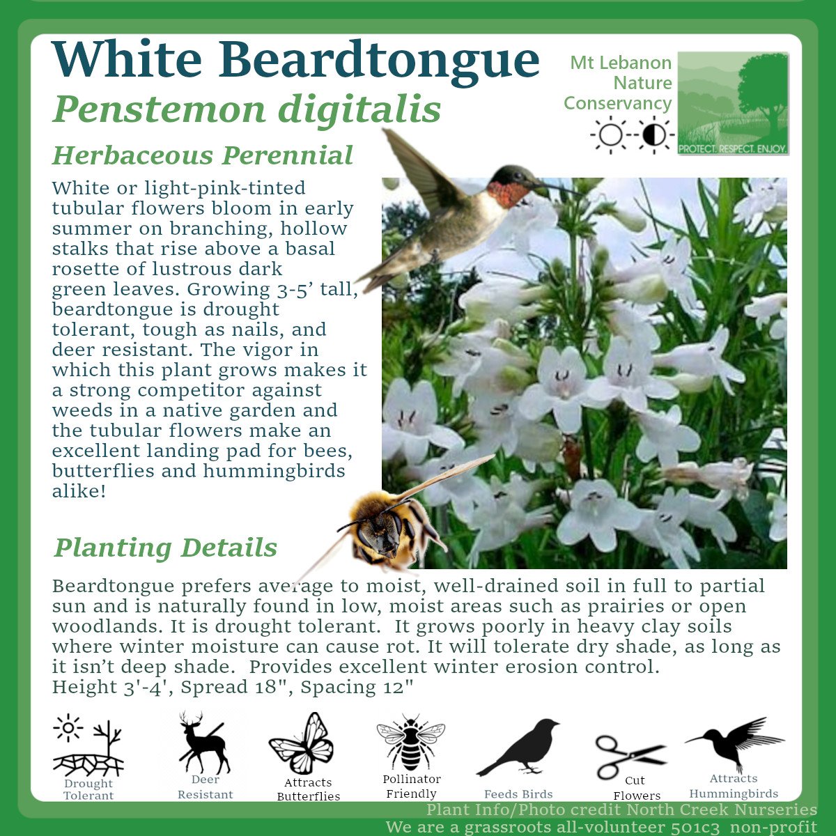 WhiteBeardtongue_ Penstemon digitalis.jpg