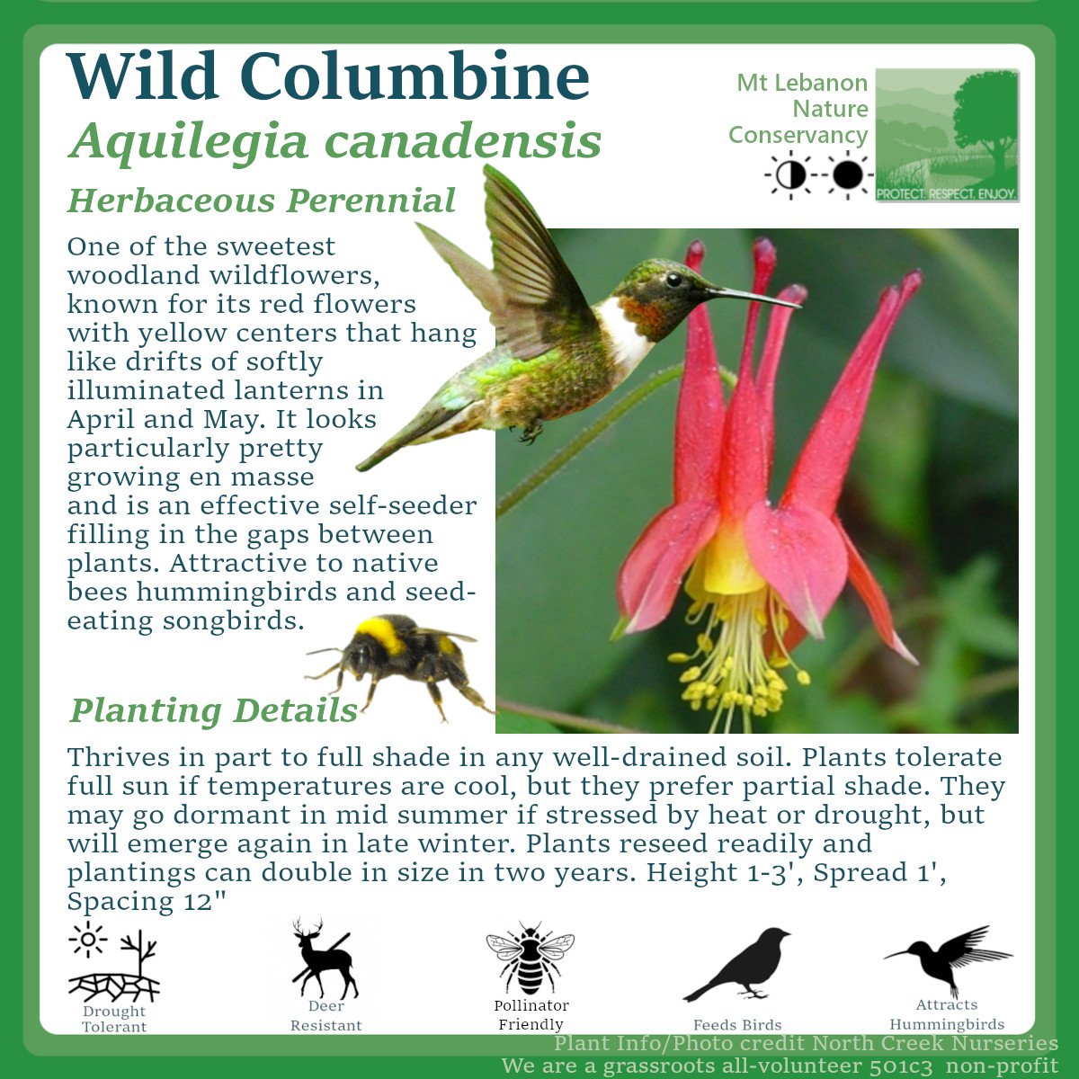 WildColumbine_Aquilegia canadensis.jpg