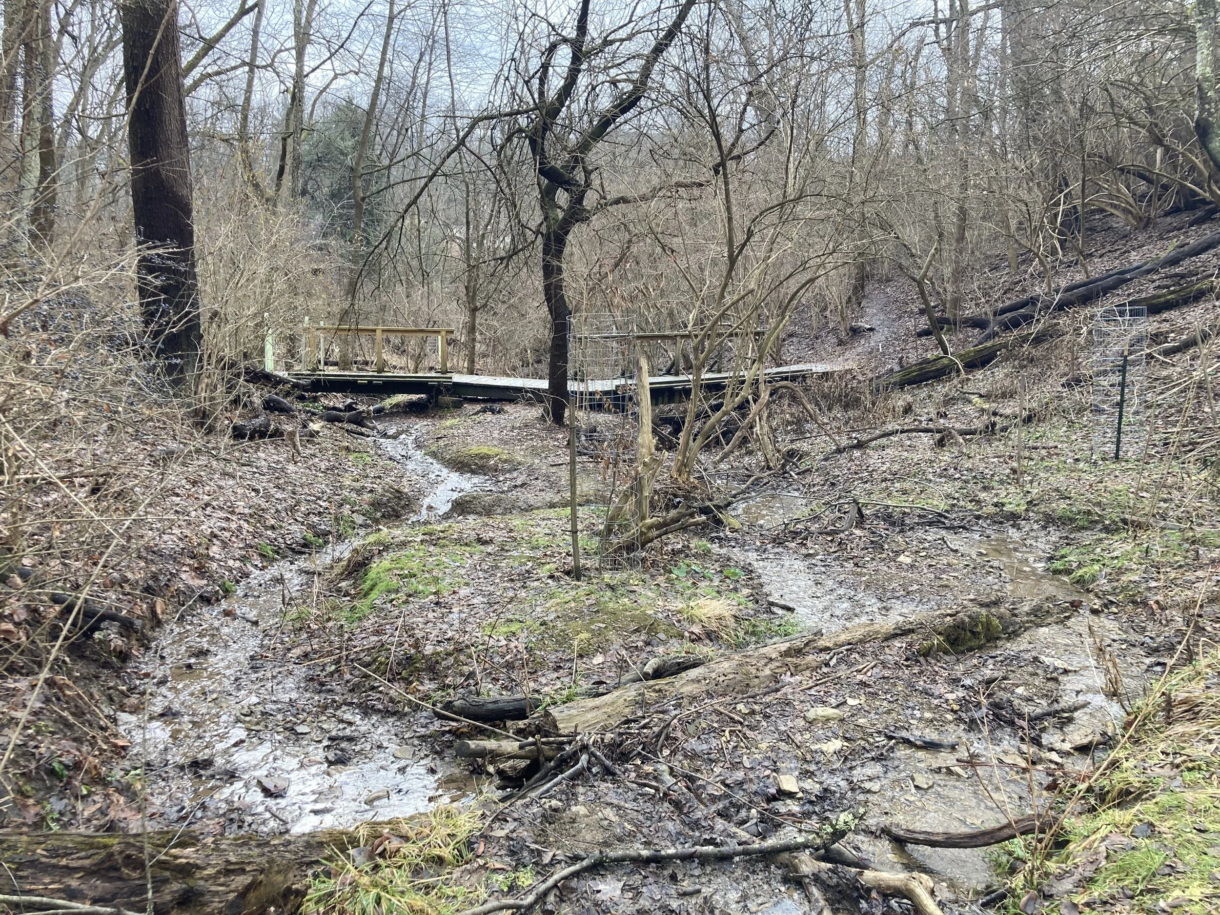 Twin Hills riparian area clearing 