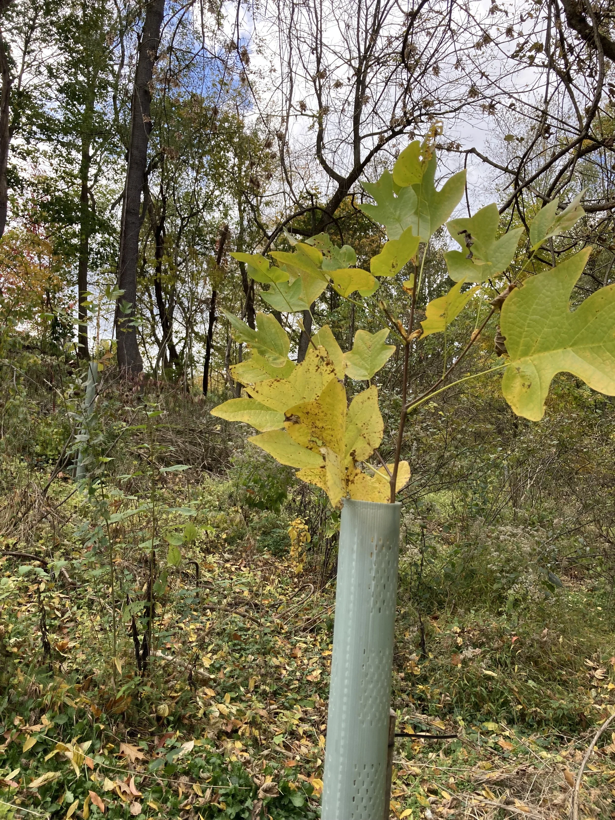 Bird Park - Cleanup and Tree Check