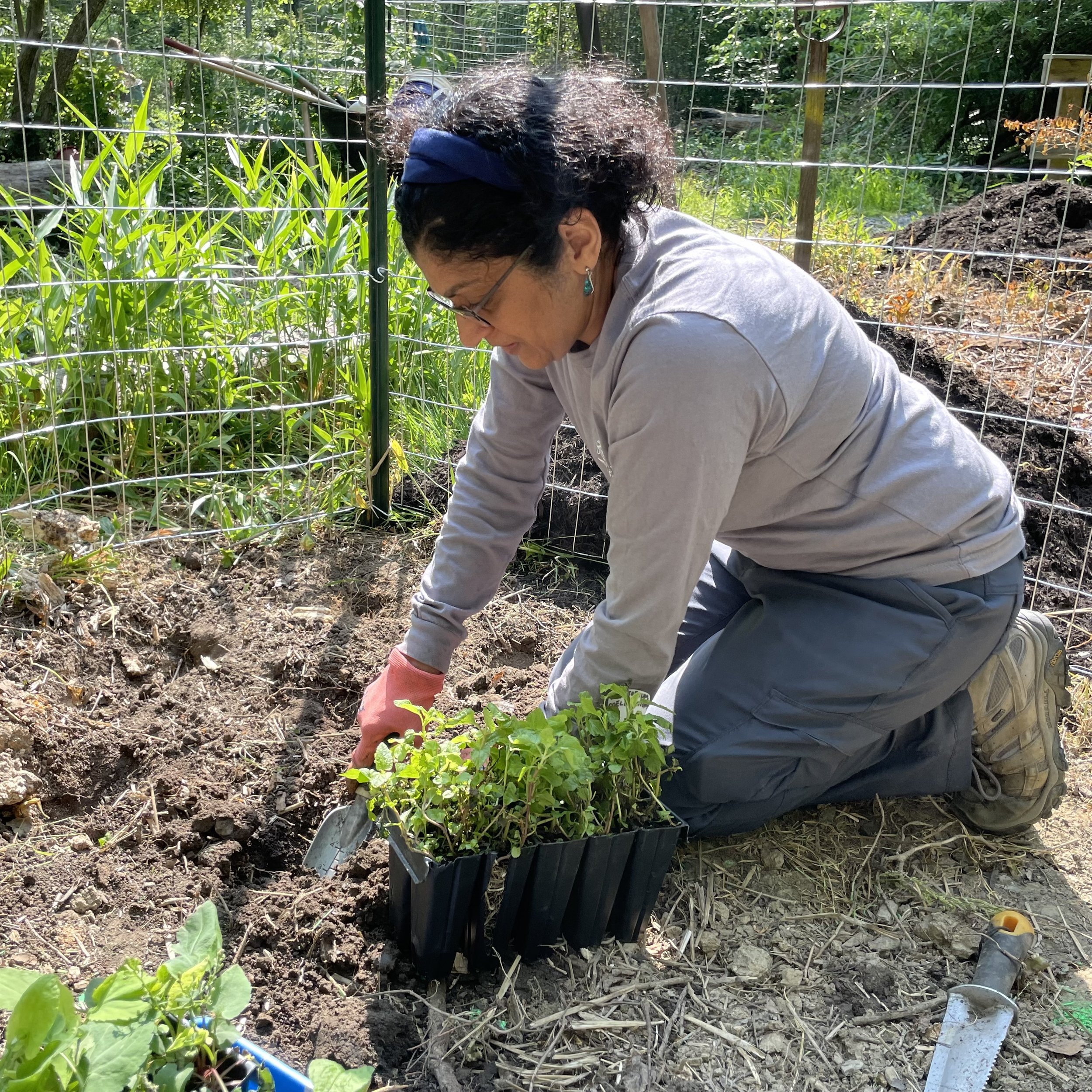 Plant perennials at Twin Hills