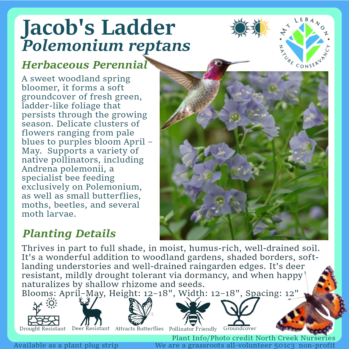 JacobsLadder_Polemonium_reptans.png