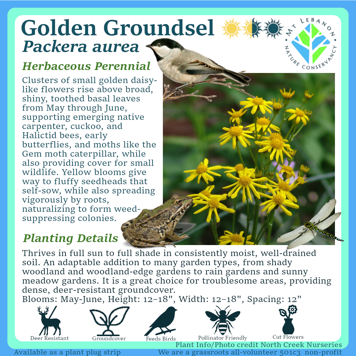 Golden_Groundsel_Packera_aurea.png