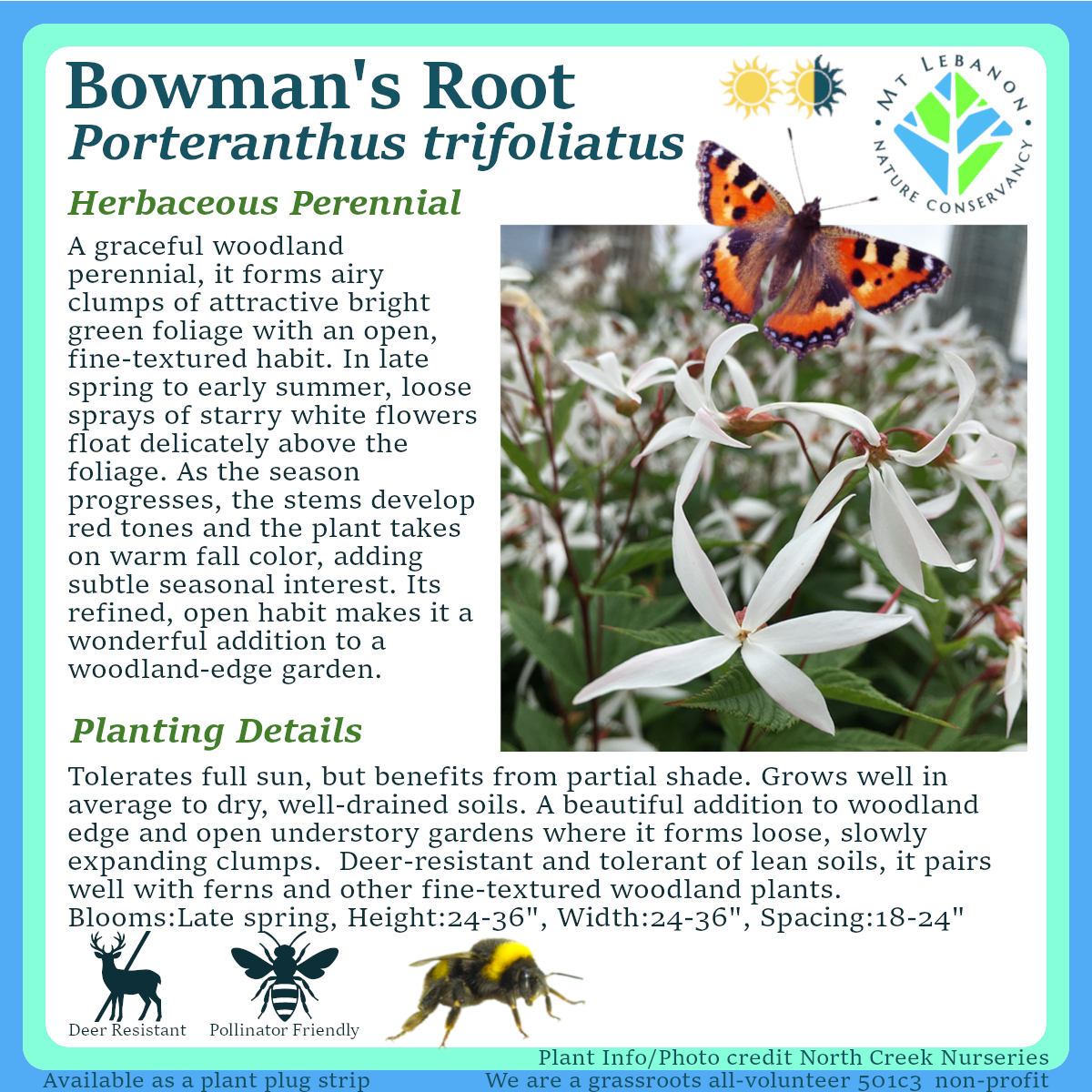 BowmansRoot_Porteranthus_trifoliatus.png