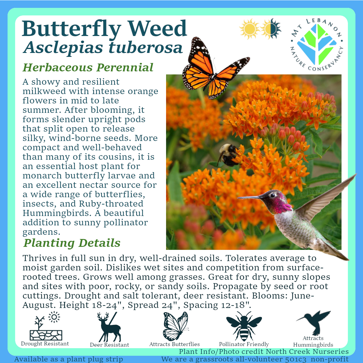 ButterflyWeed_Asclepias tuberosa.png