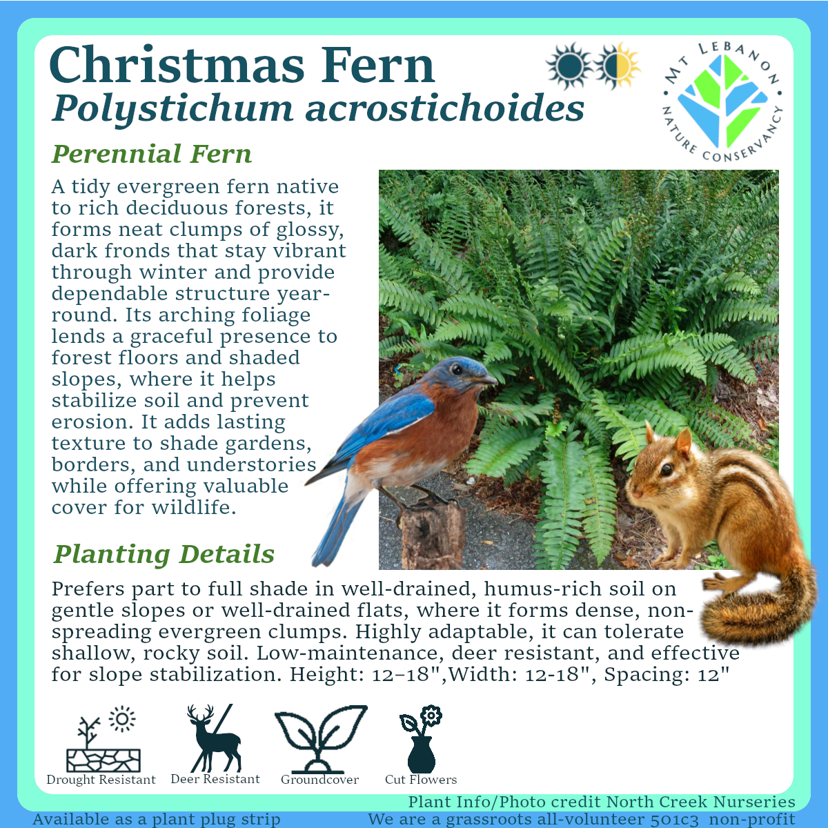 Christmas_Fern_Polystichum_acrostichoides  (1).png