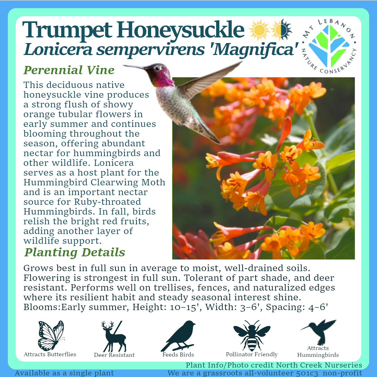 TrumpetHoneysuckle_Lonicera_sempervirens_Magnifica.png