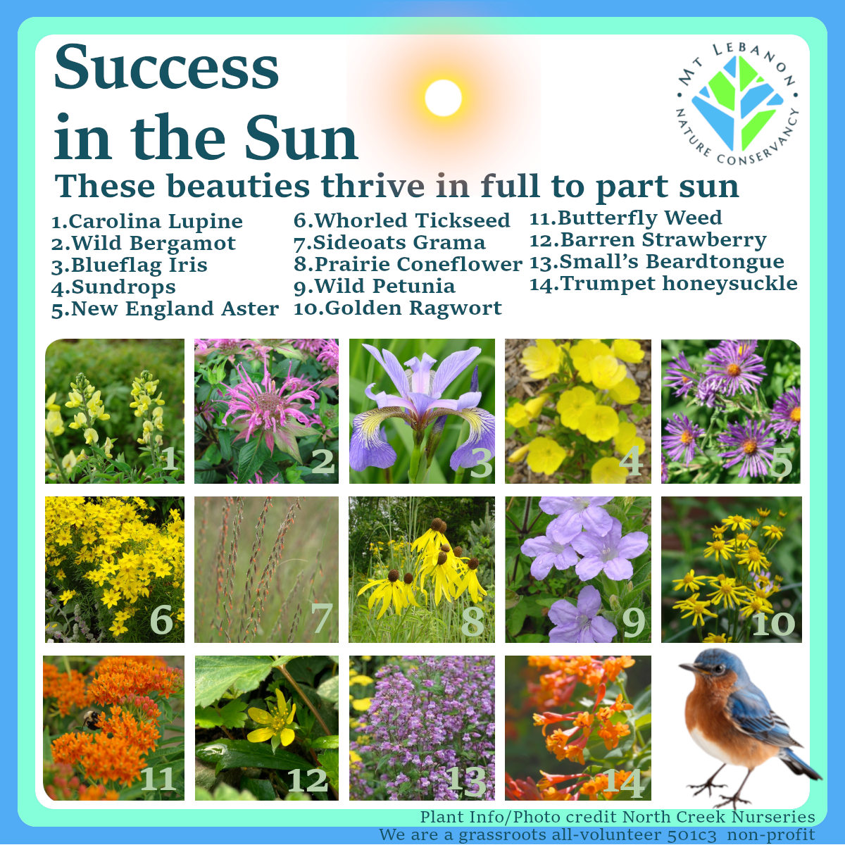 CollectionSun (1).png