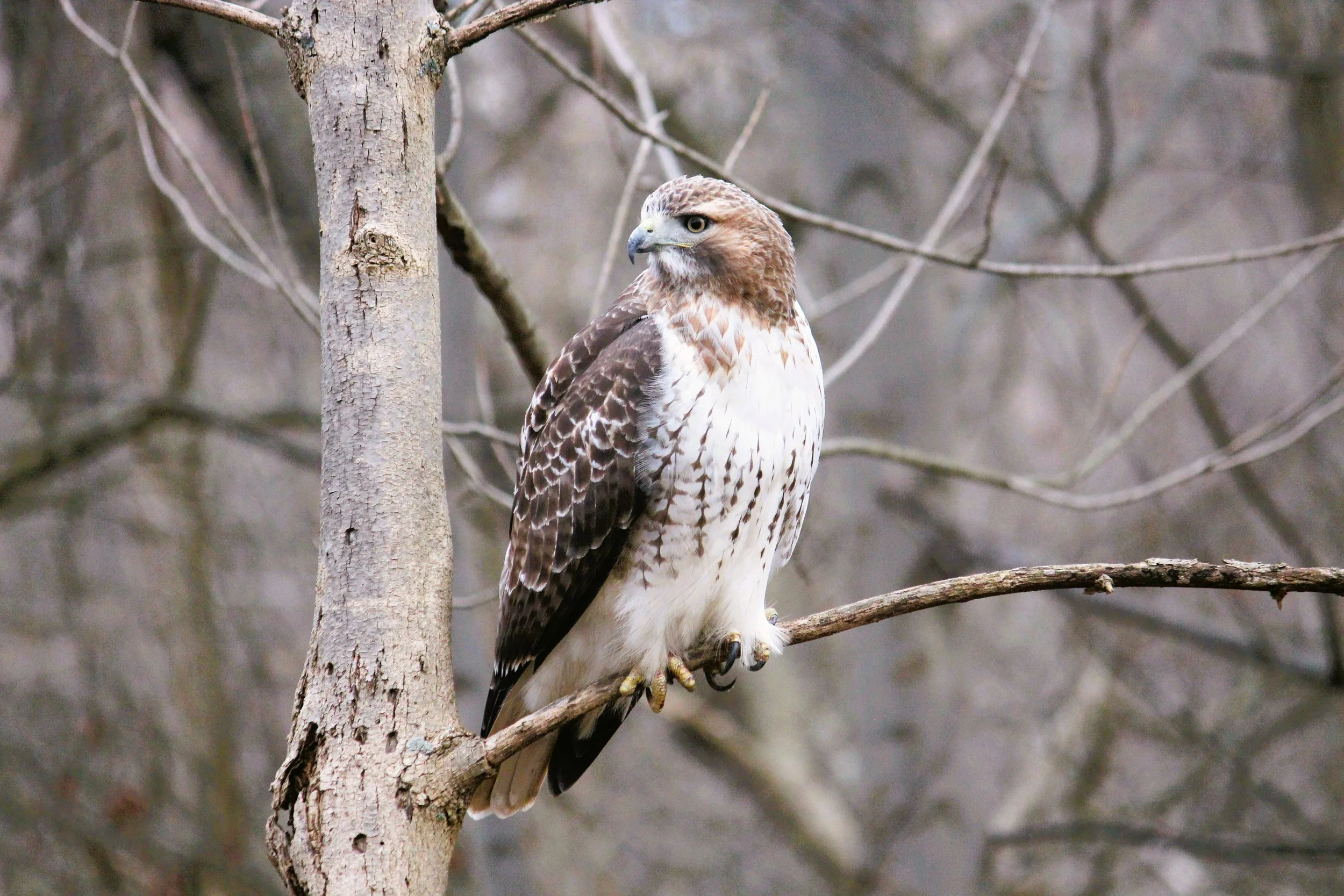 Meet the Breeding Birds of Bird Park