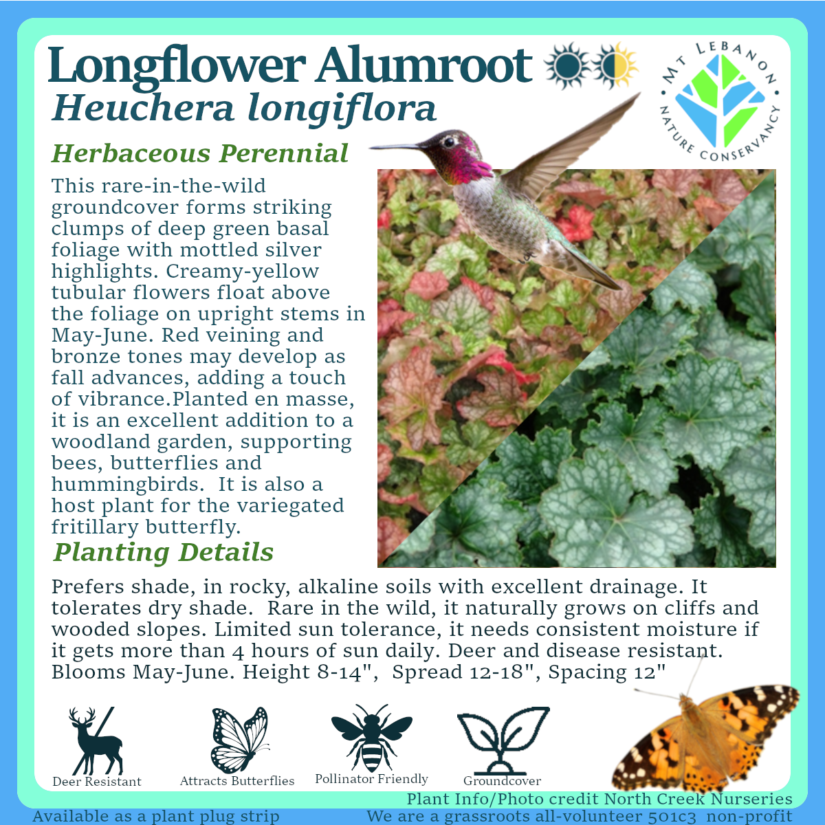 LongflowerAlumroot_Heuchera longiflora.png