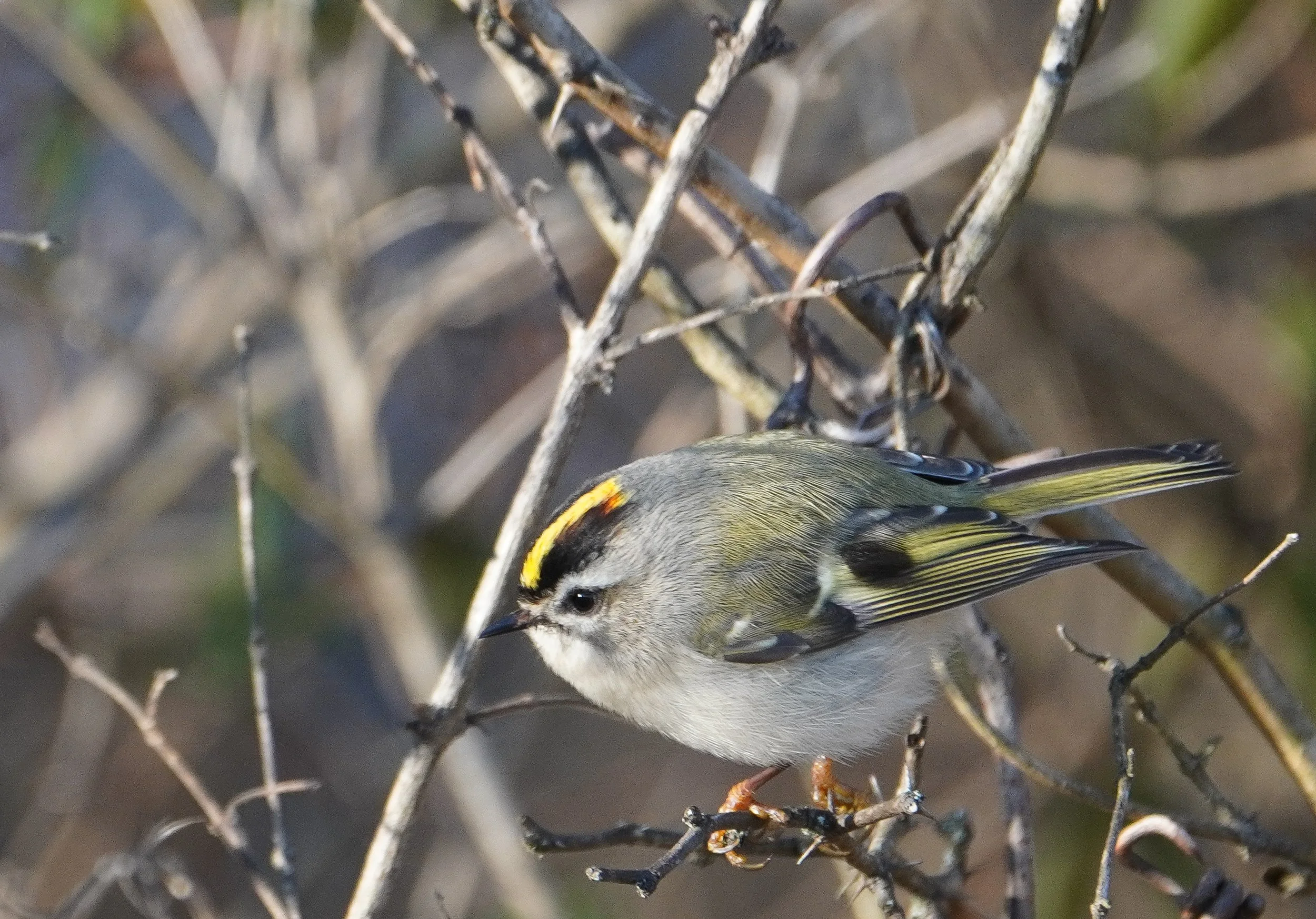 Migratory Bird Walk