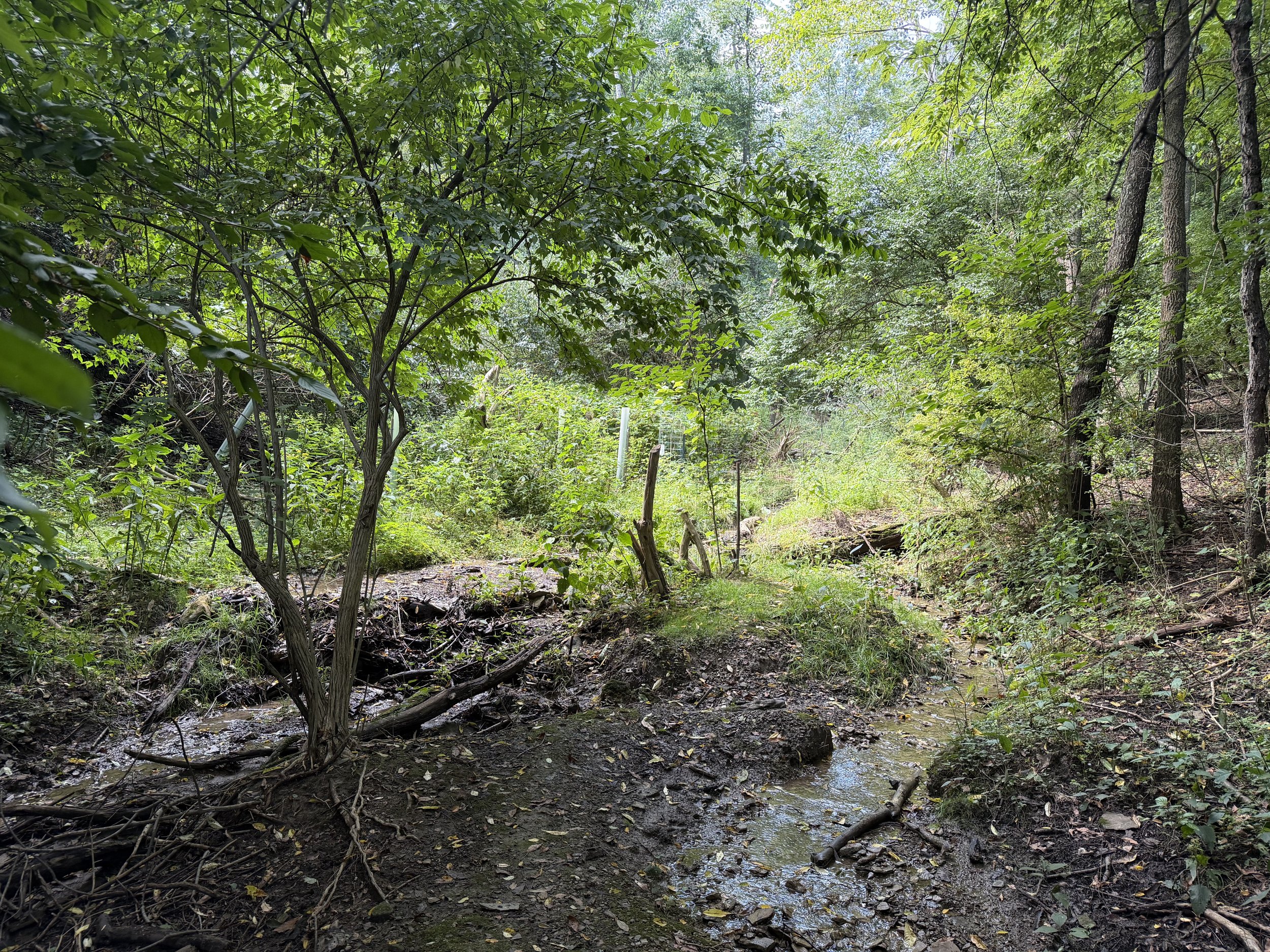 Twin Hills riparian area clearing 