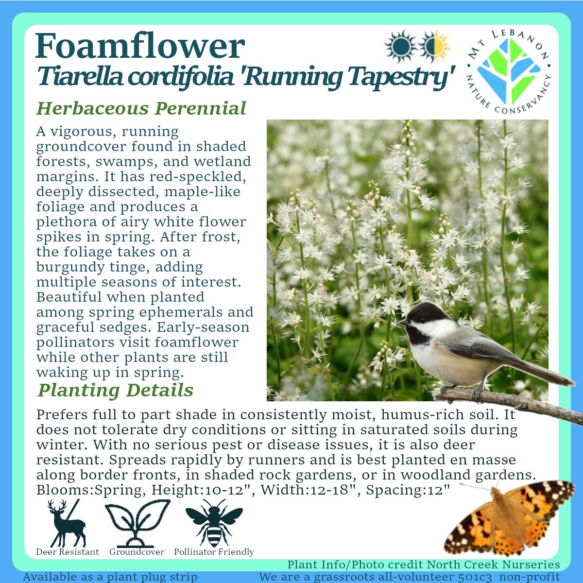 FoamFlower_Tiarella cordifolia_Running_Tapestry.png