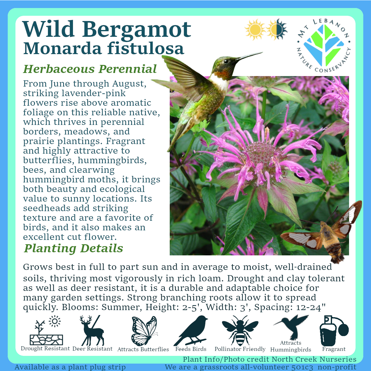 Wild_Bergamot_Monarda_fistulosa.png