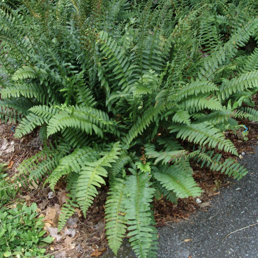 Polystichum acrostichoides - Christmas Fern.png
