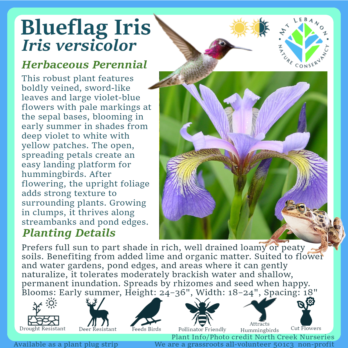 BlueflagIris_Iris_versicolor.png