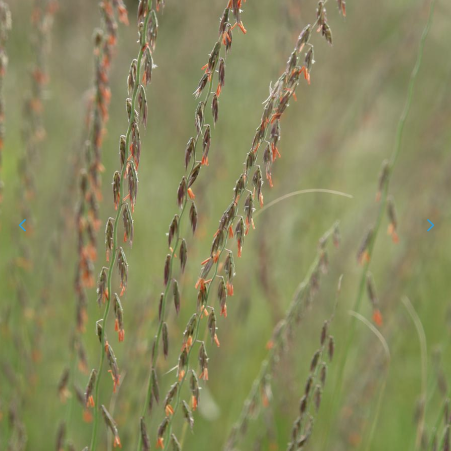 Bouteloua curtipendula - Sideoats Grama.png