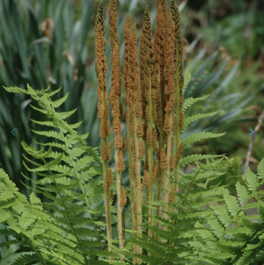 Osmunda cinnamomea - Cinnamon Fern.png