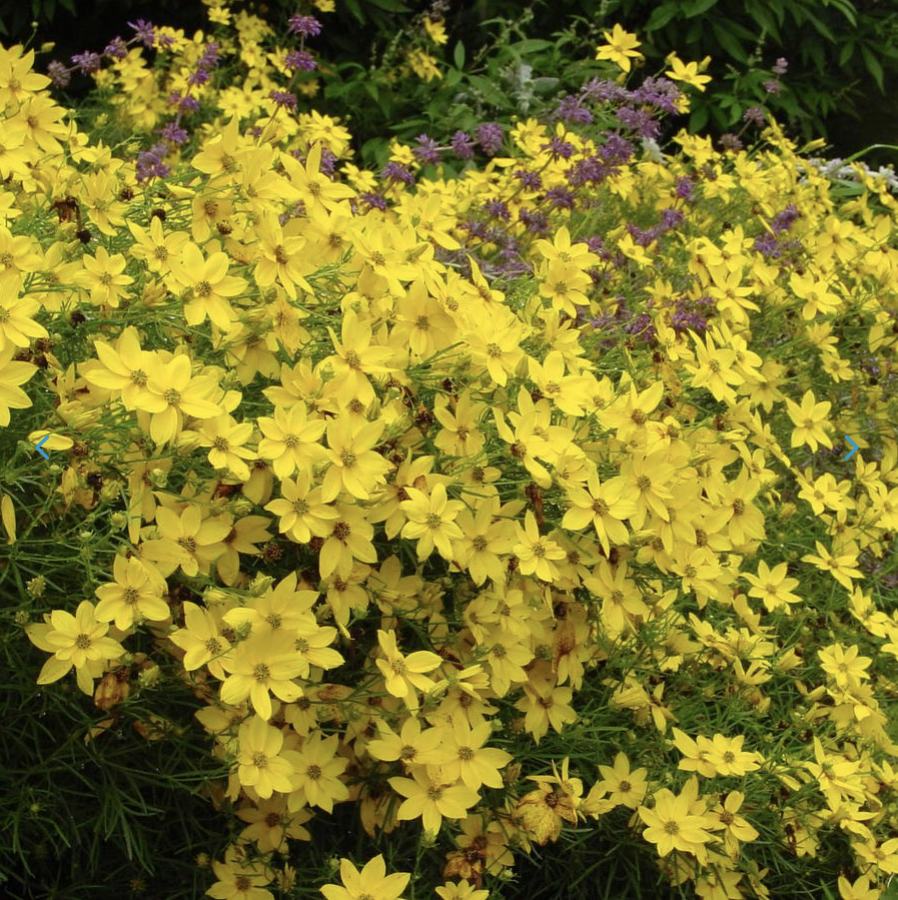 Coreopsis verticillata - Whorled tickseed.png