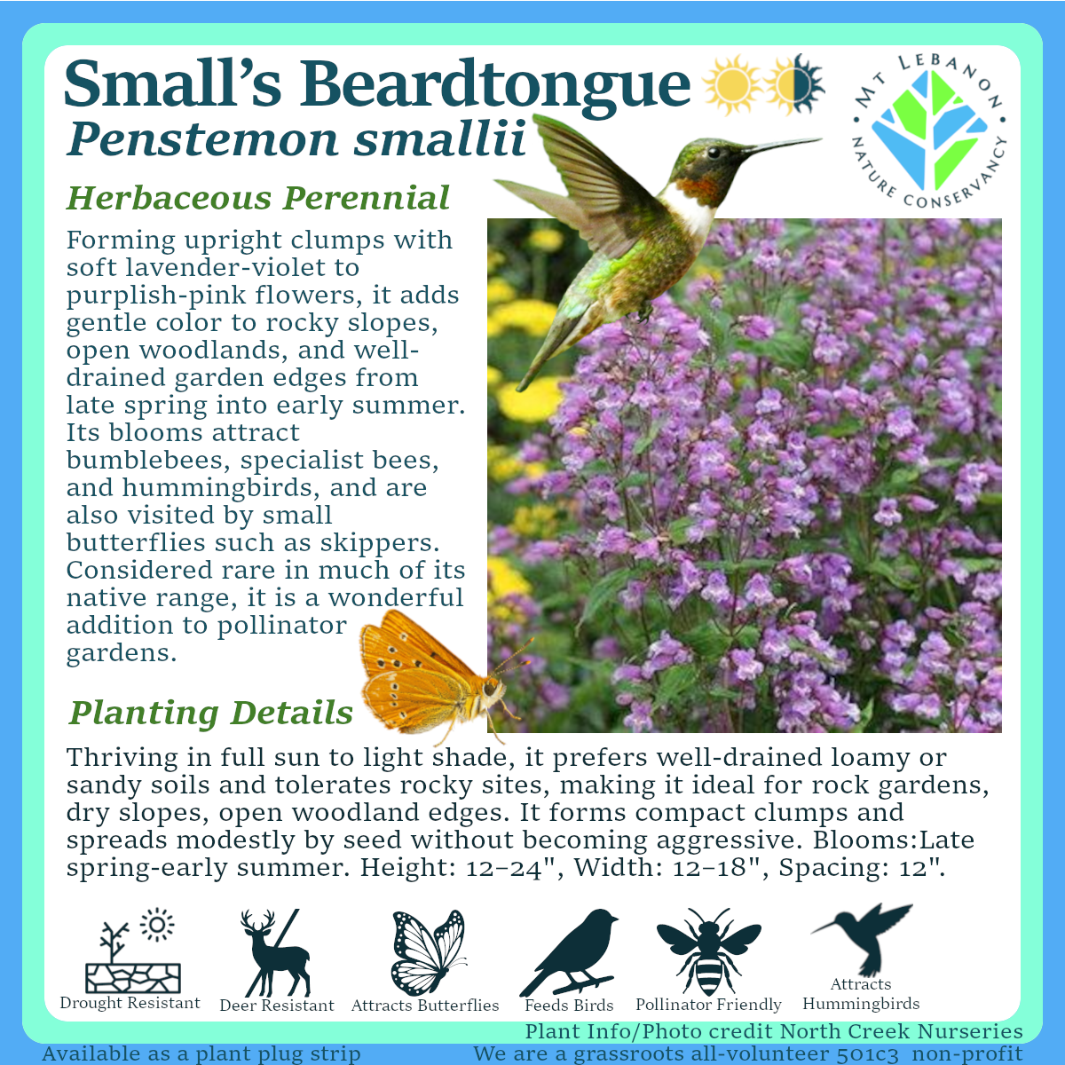 Smalls_Beardtongue_Penstemon_smallii.png