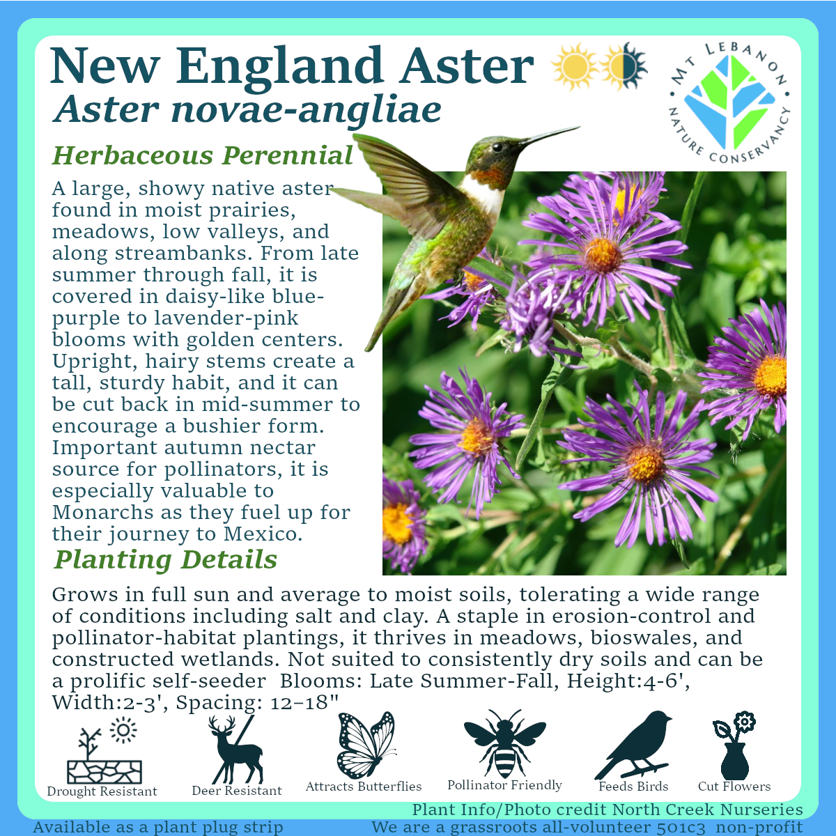 NewEnglandAster_Aster_novae-angliae.png