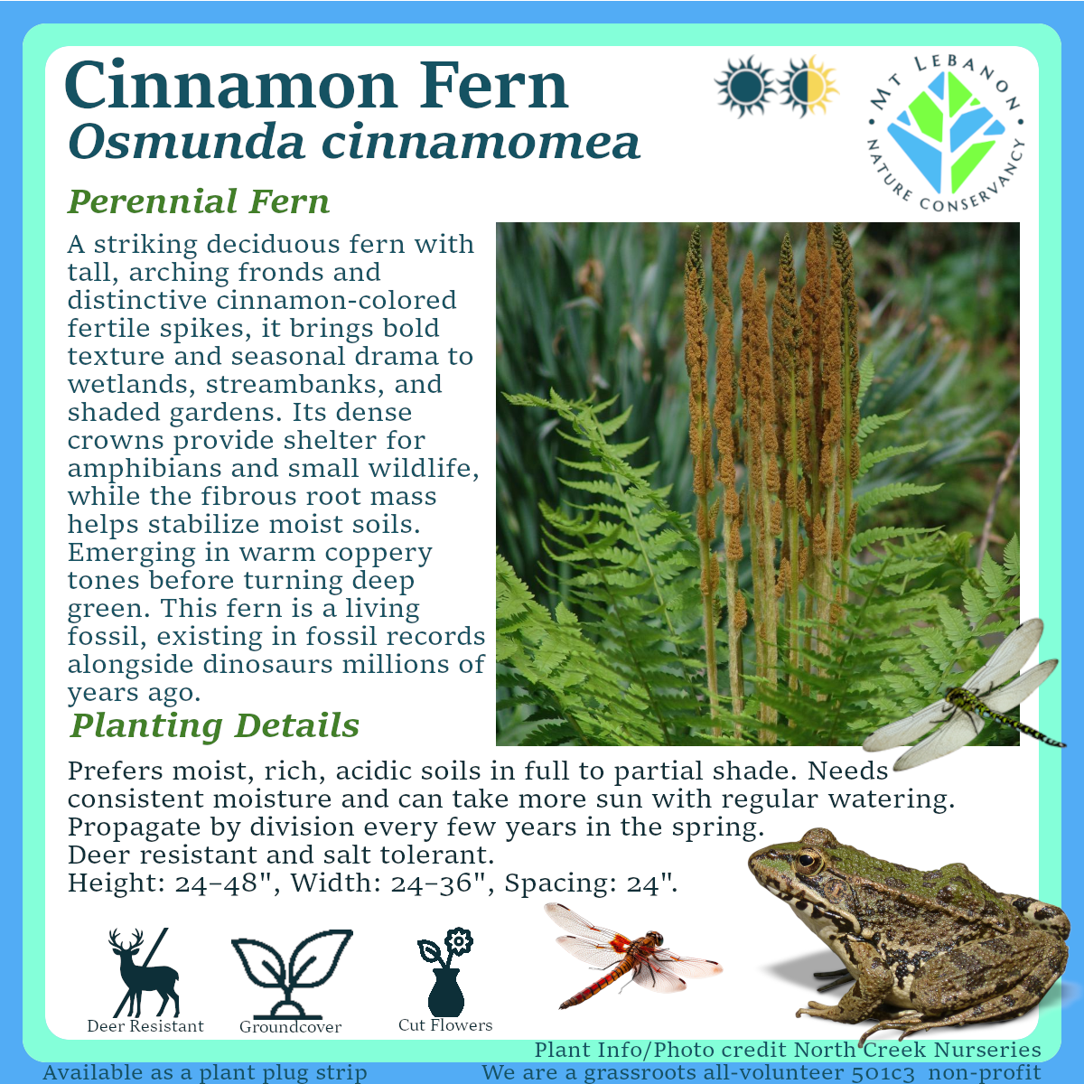 Cinnamon Fern (Osmunda cinnamomea) $27.00 - 5 plants per strip