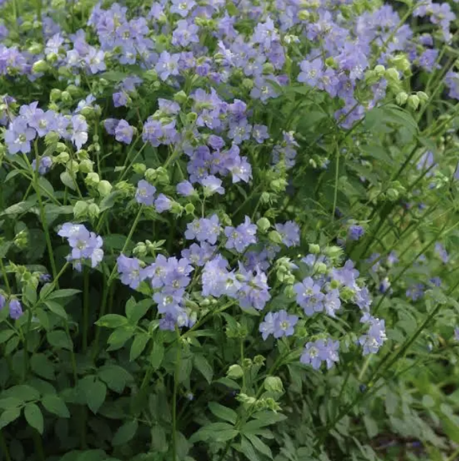 Polemonium reptans - Jacob_s Ladder.png